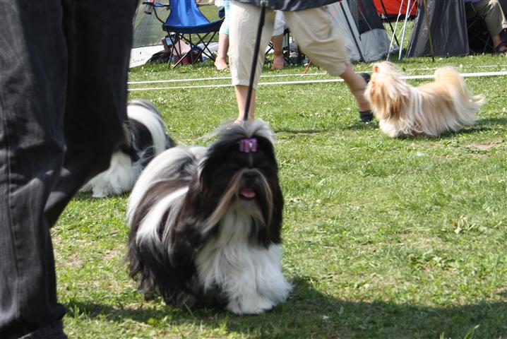 Shih Tzu Danmark
